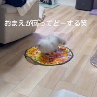 自動猫じゃらしの上で回るミヌエットの姿にツッコミを入れる飼い主