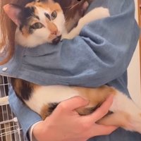 抱っこしてもらう猫2