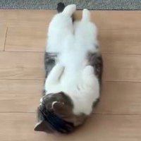床の上で仰向けになっている猫