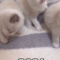 カメラを見上げる子猫