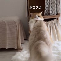 先輩猫に優しくパンチする後輩猫