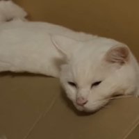 目を閉じる猫