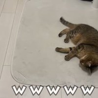 再びリラックスするみにら君