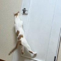 落ちる猫