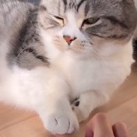 女性の指の上に前足を置いて、遠くを見つめる猫