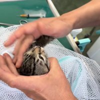 撫でられる子猫