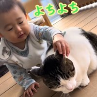 猫をなでる赤ちゃん