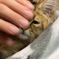 横から顔を撫でられる猫