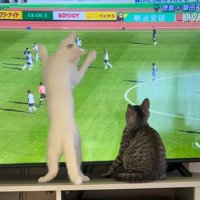 体を広げてテレビ画面を覆う白猫