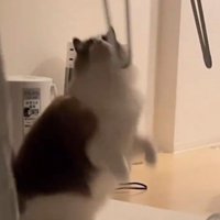 立ち上がろうとする猫