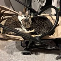 ベビーカーにいる猫