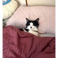 室内にいる猫