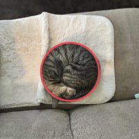 赤い円で囲まれた猫