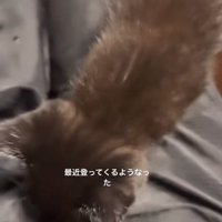 飼い主の膝の上にいる黒猫