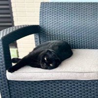 ソファに寝そべる黒猫