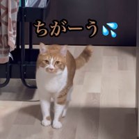 カメラに向かって立っている猫