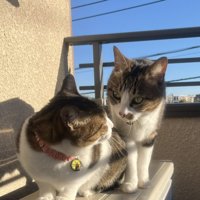 日向ぼっこする猫