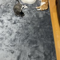 ホットカーペットで寝転ぶ3匹の猫