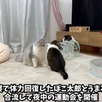 運動会開催