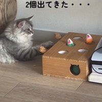 「2個でてきた」と書かれた写真