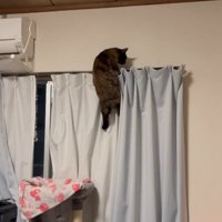 カーテンに登る猫
