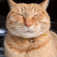 目をつぶって正面向きで座る茶トラ猫