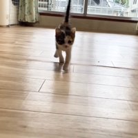 尻尾を立てて