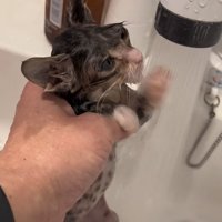 蛇口のお湯に向かって左前足を差し出している濡れた子猫の横顔