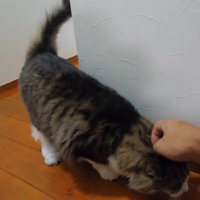 頭をなでてもらう猫