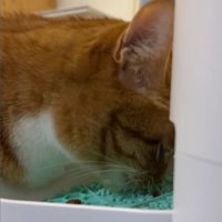 食事中の猫