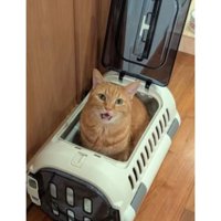キャリーに入っている猫