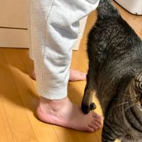 足を踏む猫