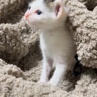 保護された子猫