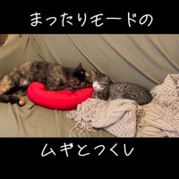 一緒にくつろいでいる2匹の猫