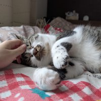 幸せそうな猫