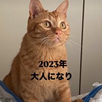 ぽってりとした体の猫