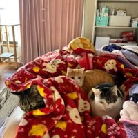 ベッドの上にいる猫