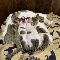 母猫のお腹に顔を埋めて横一列にならぶ4頭の子猫