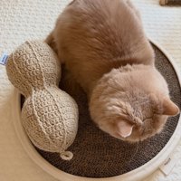 ぬいぐるみの隣に座る猫