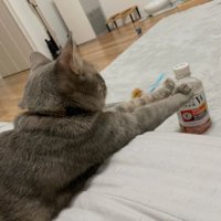 くつろいでいた猫