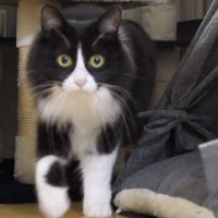 歩き始めるチコちゃん