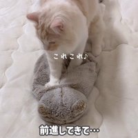 ふみふみしている猫