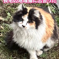 お座りする猫