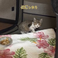 ソフトケージの中にいる子猫