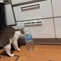 ペットボトルに近づく猫
