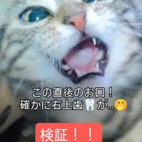 口を大きく開けている猫