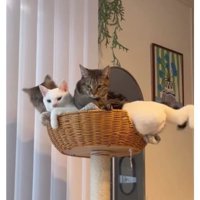 キャットタワーにいる猫