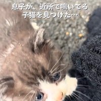 寄ってくる子猫