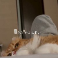 くつろぐ猫