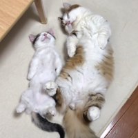 上から